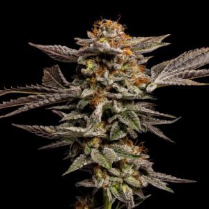 LA Kush Cake Feminized Seeds