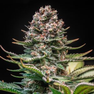 Larry Bird Feminized Seeds