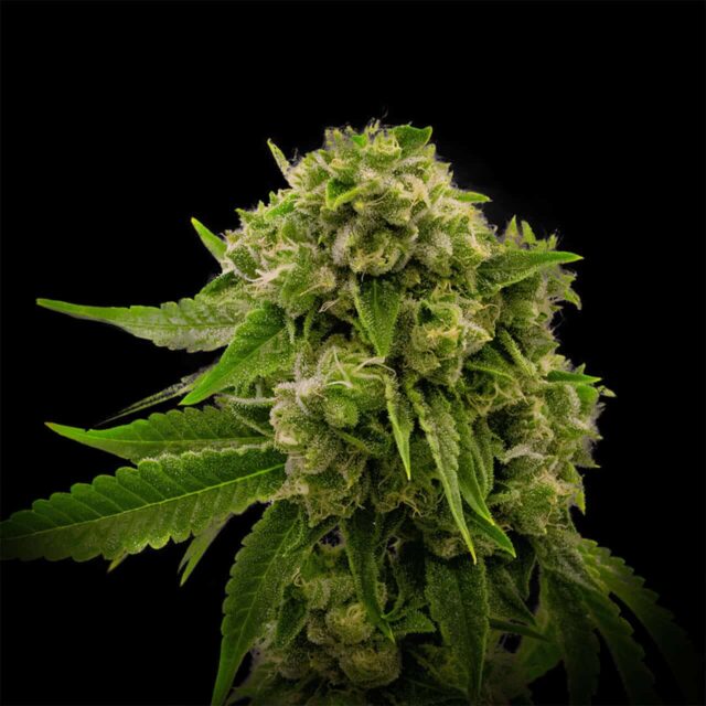 Larry OG Feminized Seeds