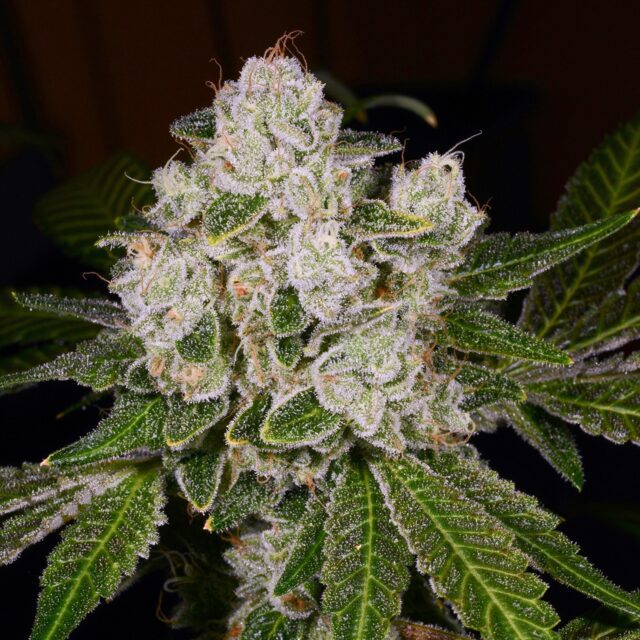 Lava Cake Feminized Seeds