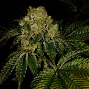 Legend OG Feminized Seeds