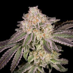 Lemon Cake Feminized Seeds