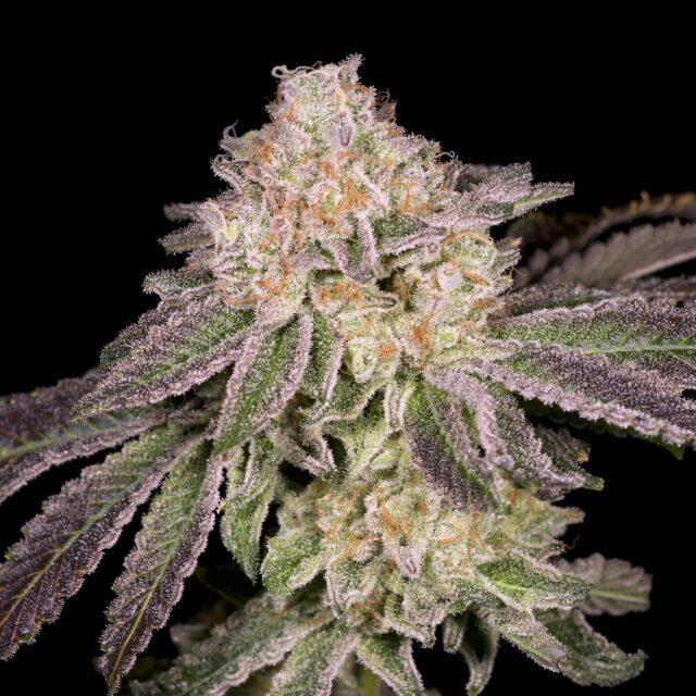 Lemon Cake Feminized Seeds