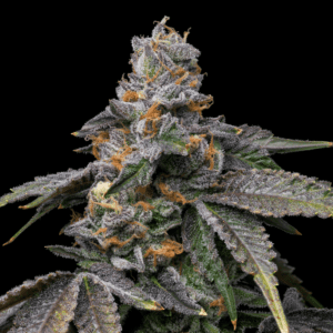 Lemon Cherry Dolato Autoflowering Seeds