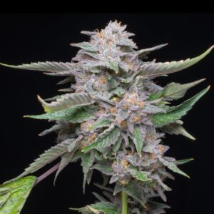 Lemon Cherry Gelato Feminized Seeds