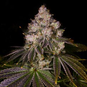 Lemon Grab Feminized Seeds