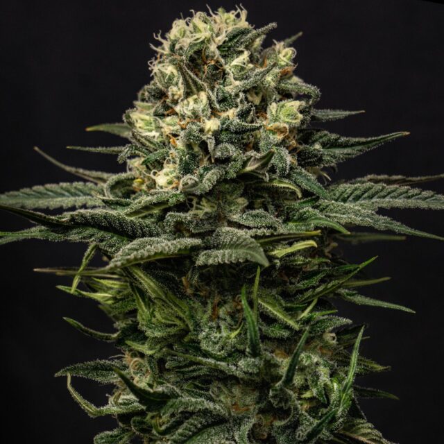 Lemon Haze Feminized Seeds