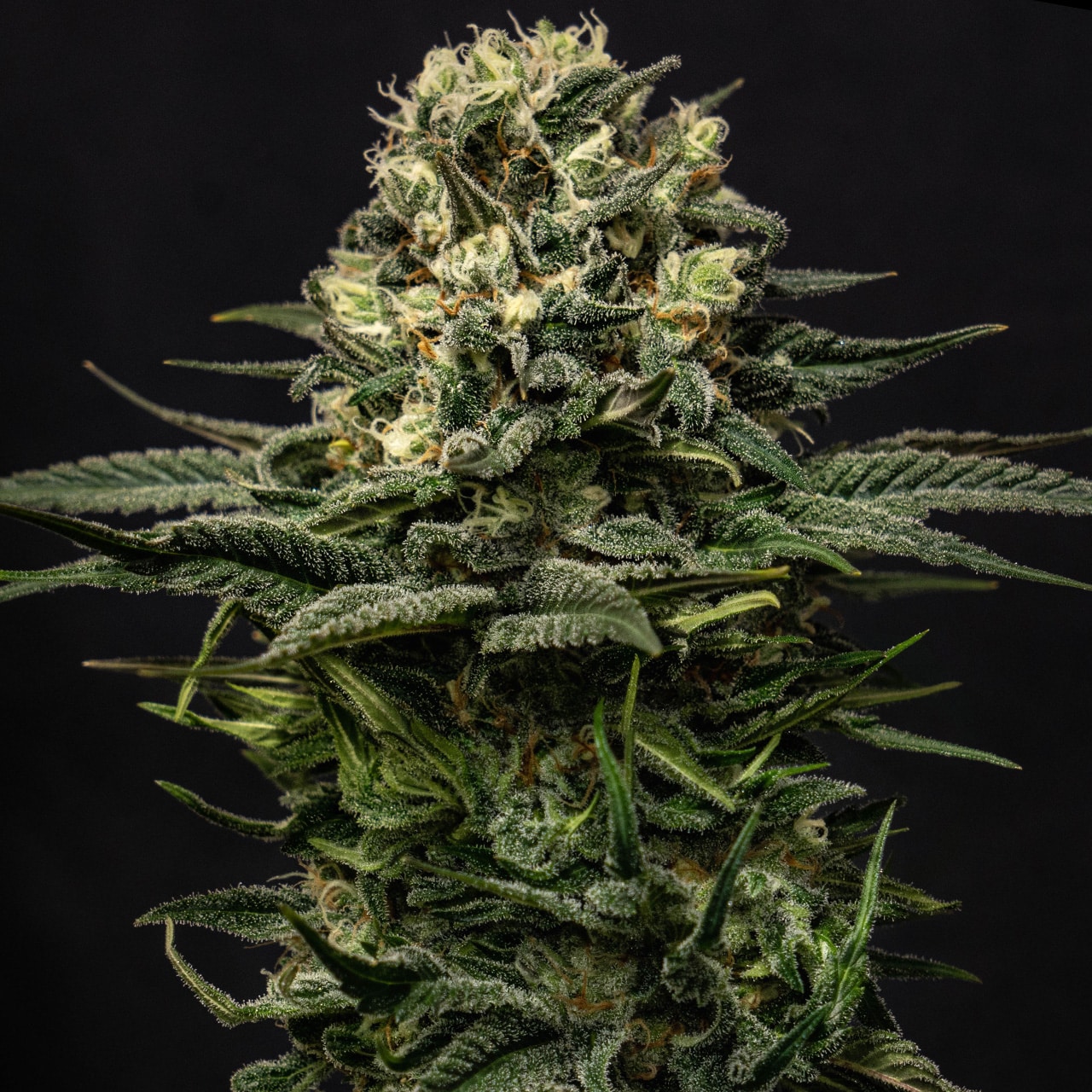 Buy Lemon Haze Feminized Seeds by Premium Cultivars in America ...