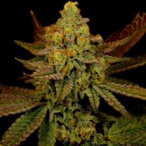 Lemon Skunk Feminized Seeds