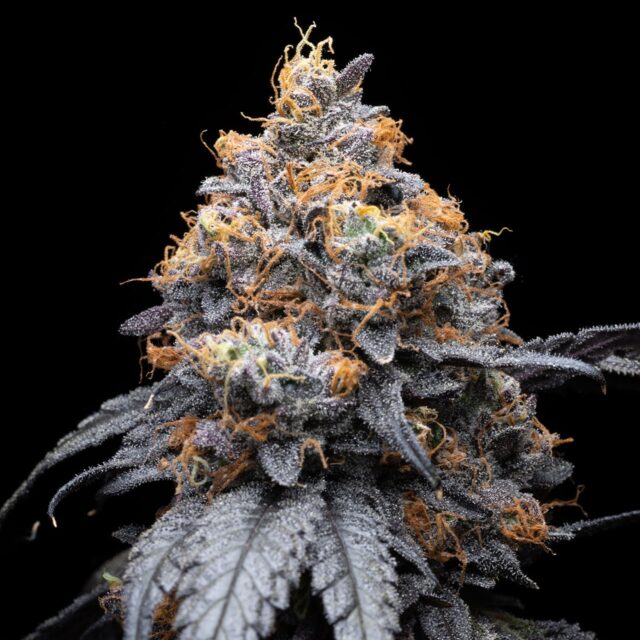 Lilac Diesel Feminized Seeds