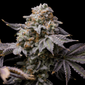 Love Affair Feminized Seeds