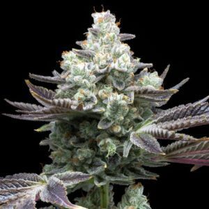 MAC 1 Feminized Seeds