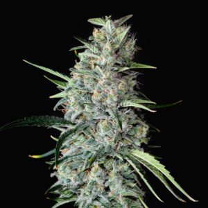 MK Ultra Feminized Seeds