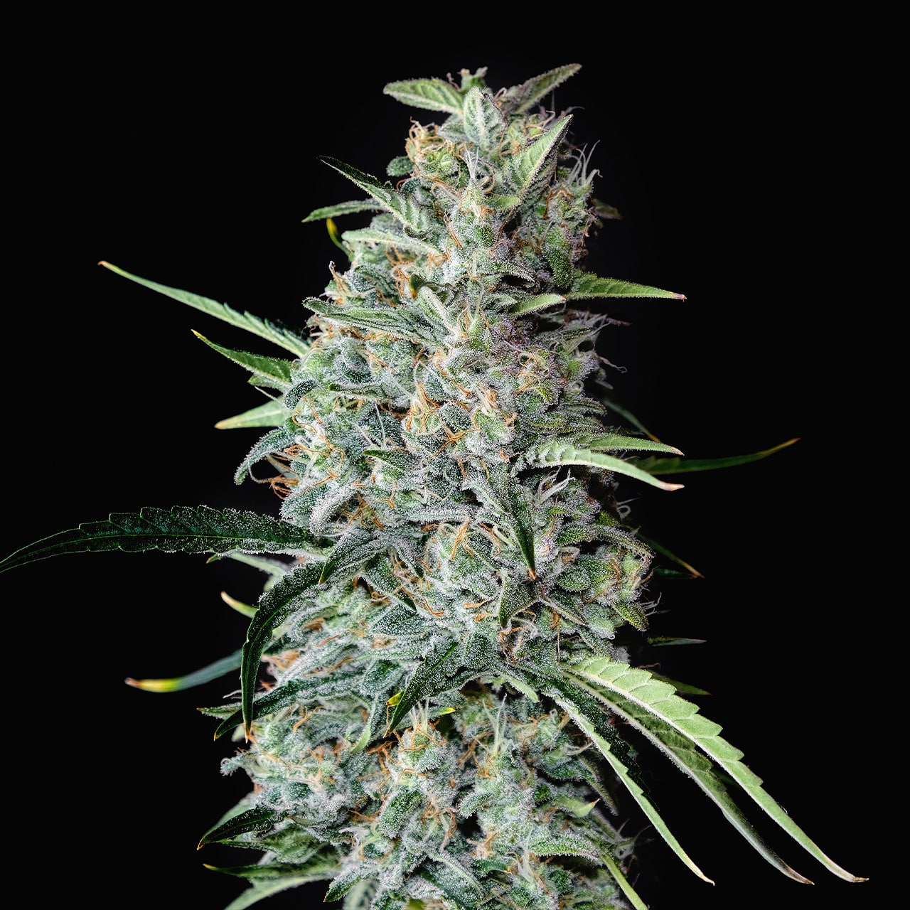 Buy MK Ultra Feminized Seeds by Premium Cultivars in America - Stellar ...