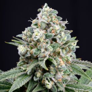 Mandarin Cookies Feminized Seeds