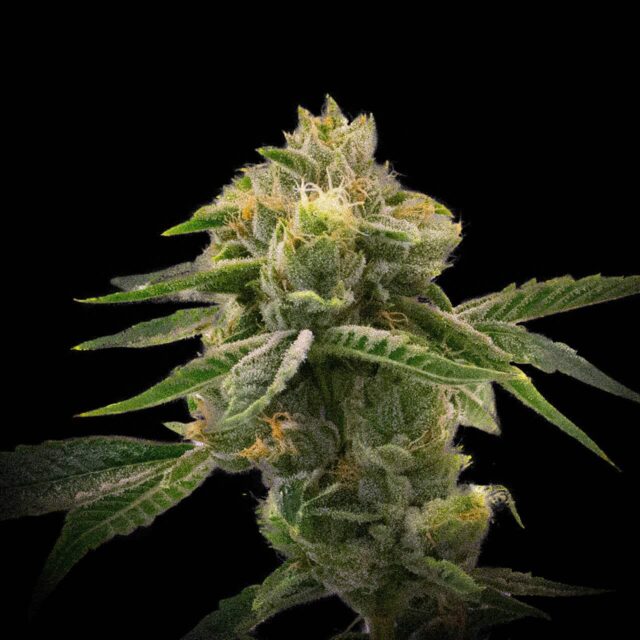 Mango Haze Feminized Seeds