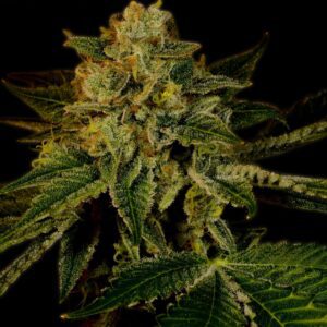 Mango Kush Feminized Seeds