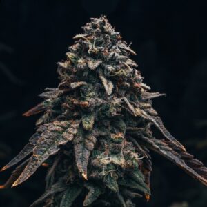 Marathon OG Feminized Seeds