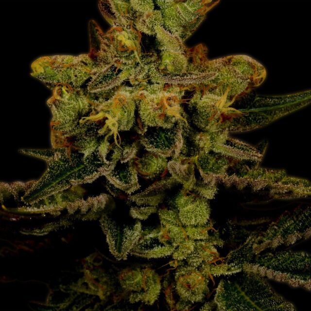 Master Kush Feminized Seeds