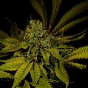 Maui Wowie Feminized Seeds