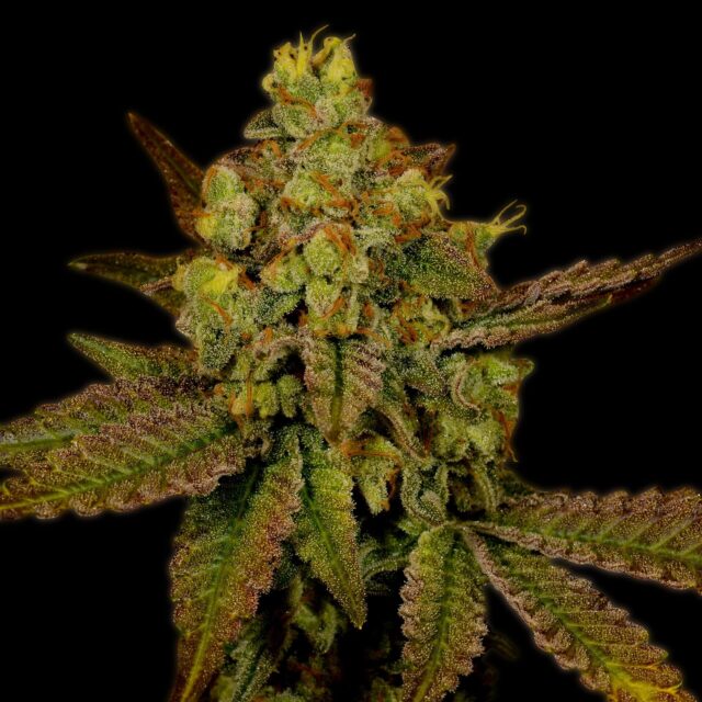 Mazar x Blueberry Feminized Seeds