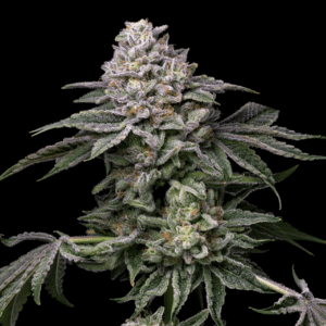 Melonade Feminized Seeds