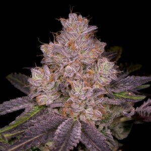 Member Berry Feminized Seeds