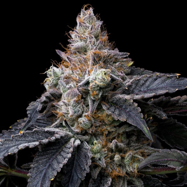 Mendo Breath Feminized Seeds