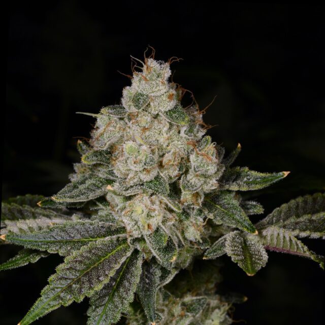 Mike Larry Feminized Seeds