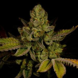 Moby Dick Feminized Seeds