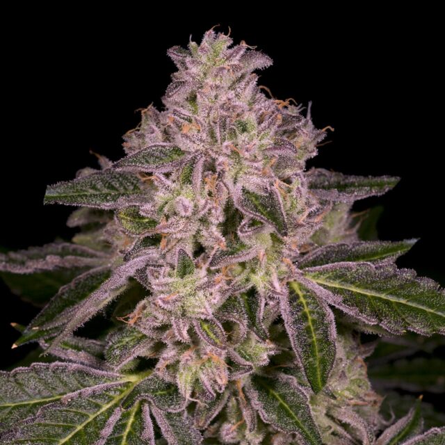 Mochi Feminized Seeds