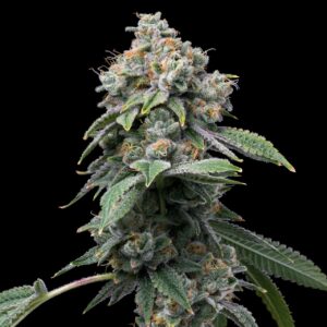 Motorbreath Feminized Seeds