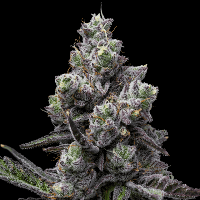 Mule Fuel Feminized Seeds