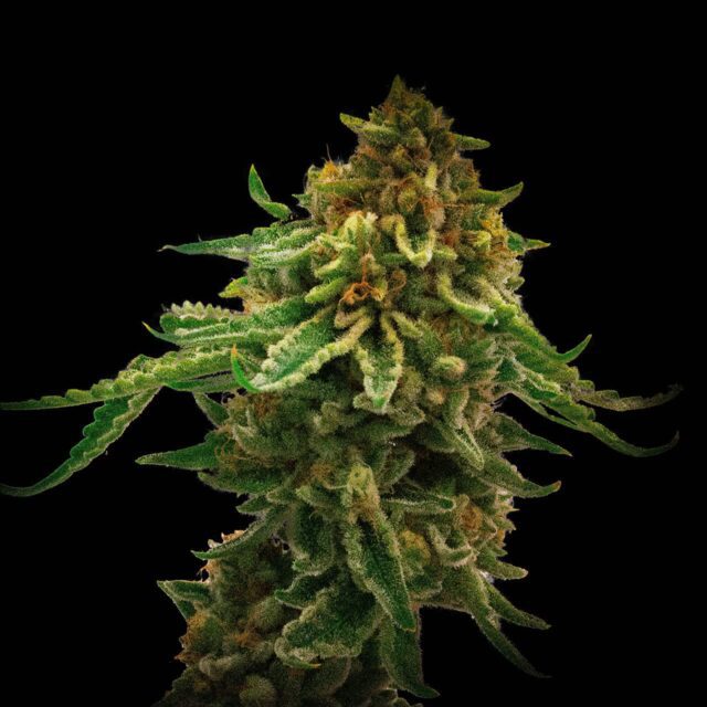 NYC Diesel Feminized Seeds