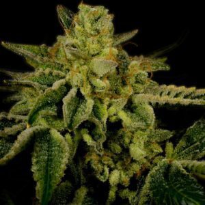 OG Kush Feminized Seeds