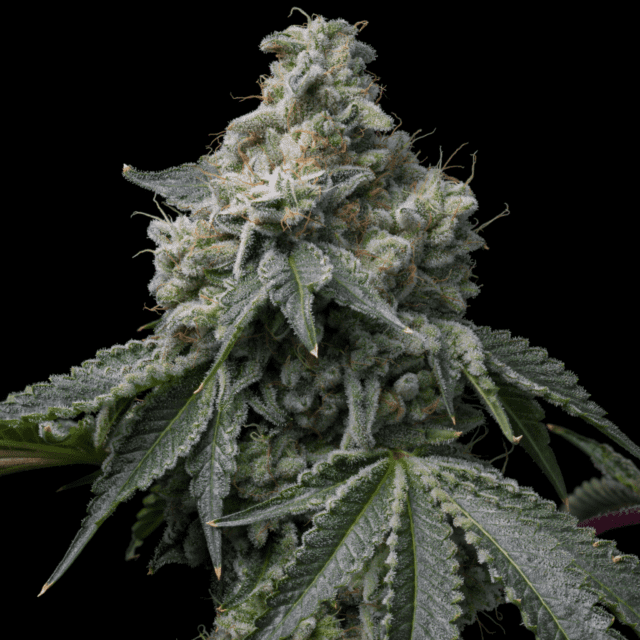 OZ Kush Feminized Seeds