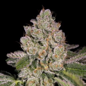 Pancakes Feminized Seeds