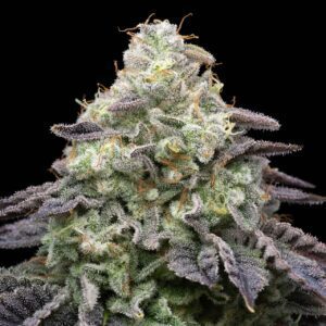 Peanut Butter Breath Feminized Seeds