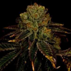 Pineapple Express Feminized Seeds