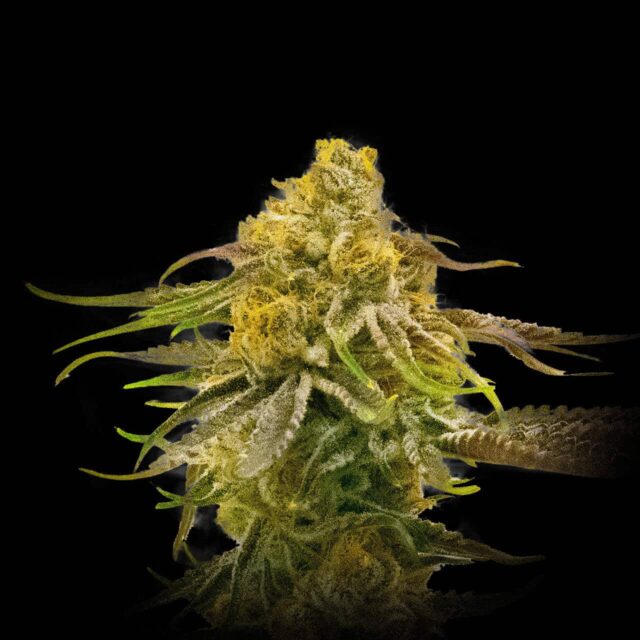 Pineapple Kush Feminized Seeds