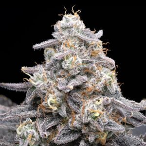 Pink Rozay Feminized Seeds