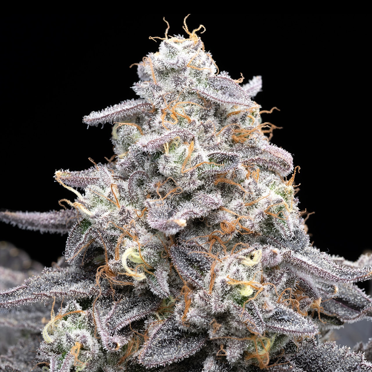 Buy Pink Rozay Feminized Seeds By Premium Cultivars In America ...