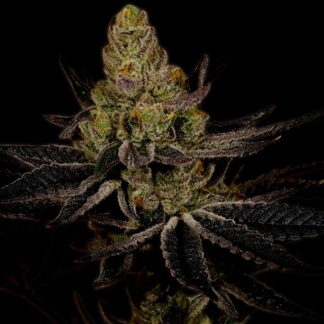 Platinum Cookies Feminized Seeds