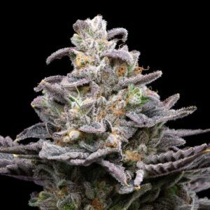 Pluto Feminized Seeds