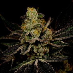 Power Plant Feminized Seeds