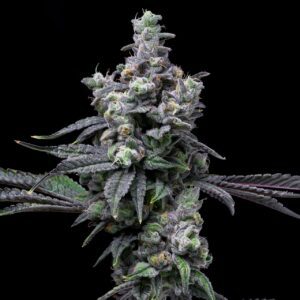 Pure Michigan Autoflowering Seeds