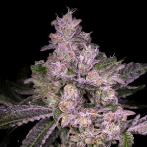 Pure Michigan Feminized Seeds