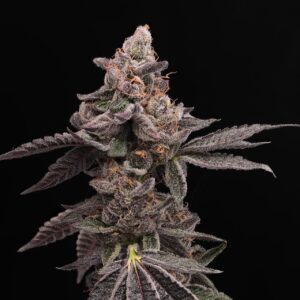 Purple Cookies Feminized Seeds