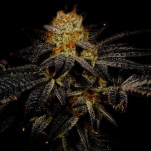 Purple Kush Feminized Seeds