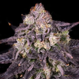 Purple Mountain Majesty Feminized Seeds